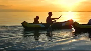 Read more about the article Nature, Light, and Healing: How Conservation and Infrared Frequencies Restore Life